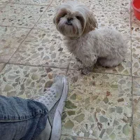 واگذاری سگ|سگ|یزد, |دیوار