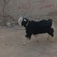 کهره تخمی ۱ساله