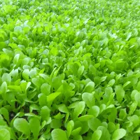 بزرکاهو کرجی و روغنی متری ۱۰۰|خوردنی و آشامیدنی|خان ببین, |دیوار