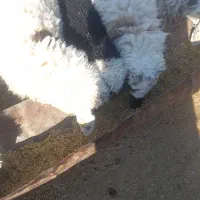 حیوانات و مزرعه|حیوانات مزرعه|سربیشه, |دیوار