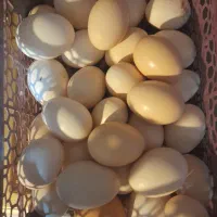 تخم مرغ بومی