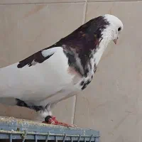 کفتر کبکی