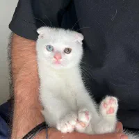 گربه اسکاتیش