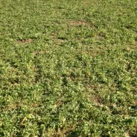 بز پاکستانی اصیل|حیوانات مزرعه|همدان, |دیوار