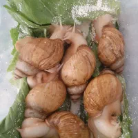 حلزون پرورشی مولد و درمانی|خزنده|سنندج, |دیوار