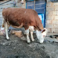 تلیسه سیمینتال 8ماه ابستن