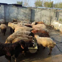 گوسفند زنده آبستن وکشتاری درجه یک