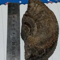 فسیل آمونیت موجود دریایی