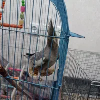 عروس هلندی|پرنده|نورآباد, |دیوار