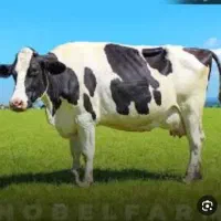 شیر محلی پر چرب