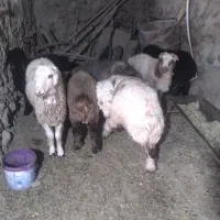 فروش هشت عدد بره شش عدد نر دو عدد ماده