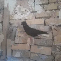 دمسفید|پرنده|گرمخان, |دیوار