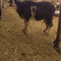 بزغاله|حیوانات مزرعه|مسجد سلیمان, |دیوار