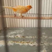 قناری نر پرتغالی|پرنده|اصفهان, قائمیه|دیوار