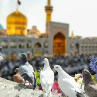 تور اقتصادی مشهد مقدس