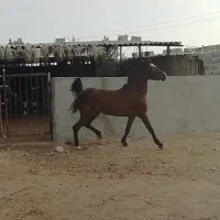اسب درشور ترکی