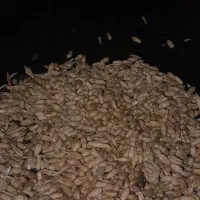 20کیلو گندم مخصوص پرنده و حیوان قیمت پایین