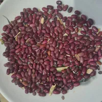 فروش لوبیا چیتی و قرمز