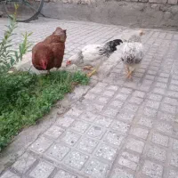 مرغ