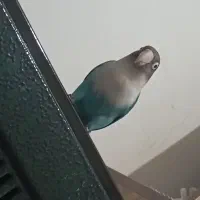 عروس کتوله سخنگو