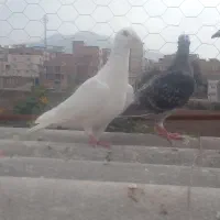 ۳تا حیون بازی