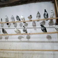 کبوتر غریبگیری
