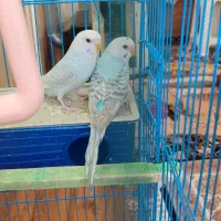 مرغ عشق میکس البینو و آبی انگلیسی