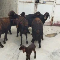 گوسفند قزل افشار