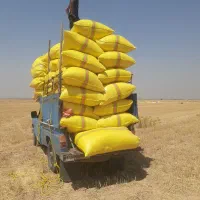 پخش کاه گندموکاه جو دیم سفید نرم ریز.پیک رایگان|حیوانات مزرعه|مسجد سلیمان, |دیوار