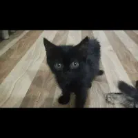 واگذاری گربه|گربه|کهریزک, |دیوار