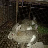 خرگوش|موش و خرگوش|رستم‌آباد, |دیوار