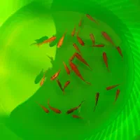 ماهی قرمز حراج