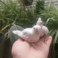 طوطی عروس پاریس البینو سرلاکی