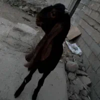 نر بز پاکستانی اصل