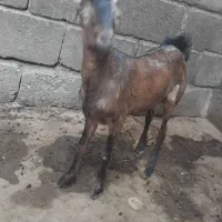 ب دلیل نیاز مالی|حیوانات مزرعه|میناب, |دیوار