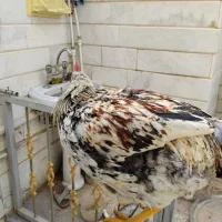 دو خروس|حیوانات مزرعه|قم, قلعه عموحسین|دیوار