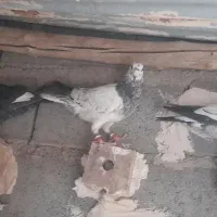 کفتر فروشی|پرنده|تایباد, |دیوار