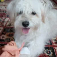 سگ پاکوتاه ناز خوشگل