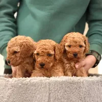 توی پودل اصیل حرفه ای