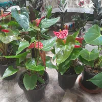 گل آنتریوم|گل و گیاه طبیعی|کرمانشاه, |دیوار