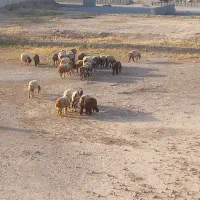 فروش