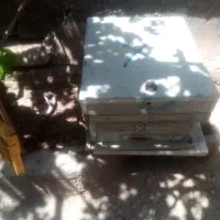 زنبور عسل