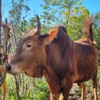 گوساله نر محلی ۴ وقت|حیوانات مزرعه|املش, |دیوار