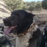 سگ قدریجونی نر