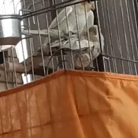 عروس هلندی مولد|پرنده|رباطکریم, رباطکریم|دیوار