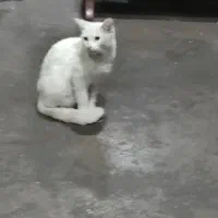 واگذاری گربه