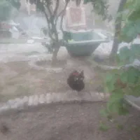 طاقچه  مرغ تخمگذار بعلت کمبودجا