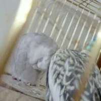 جفت مولدعروس هلندی کینگ سایز