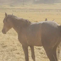 اسب|اسب و تجهیزات اسبسواری|دهلران, |دیوار