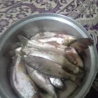 ماهی تنگ هفت